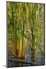 Pond Grasses-Steve Gadomski-Mounted Photographic Print