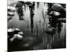 Pond, High Sierra, 1963-Brett Weston-Mounted Premium Photographic Print