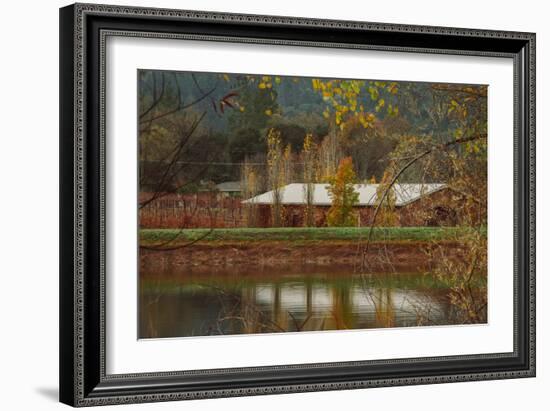 Pond House and Autumn Vineyard, Calistoga Napa Valley-null-Framed Photographic Print