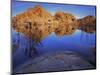 Pond in Joshua Tree National Park, Barker Tank, California, USA-Charles Gurche-Mounted Photographic Print