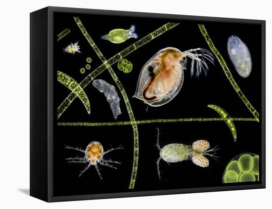 Pond Life-Laguna Design-Framed Premier Image Canvas