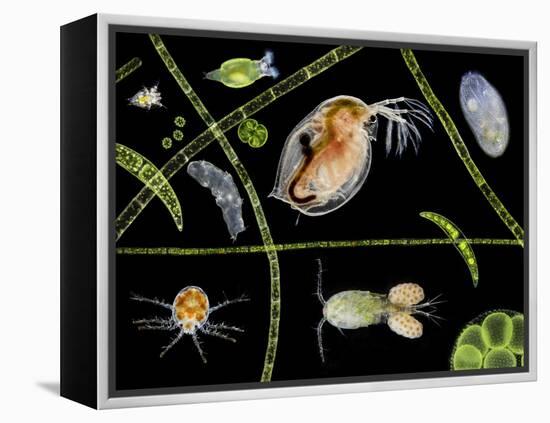 Pond Life-Laguna Design-Framed Premier Image Canvas