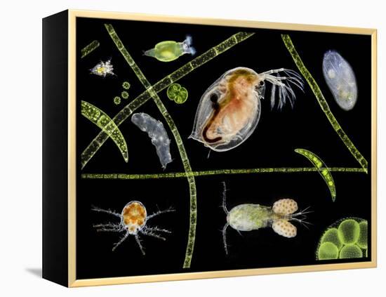 Pond Life-Laguna Design-Framed Premier Image Canvas