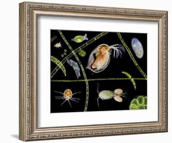 Pond Life-Laguna Design-Framed Premium Photographic Print