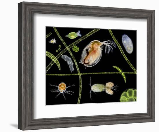 Pond Life-Laguna Design-Framed Premium Photographic Print