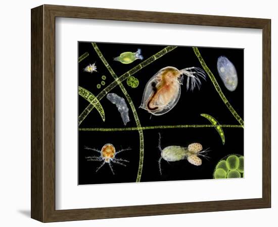 Pond Life-Laguna Design-Framed Premium Photographic Print