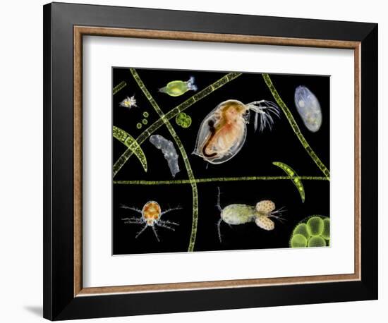 Pond Life-Laguna Design-Framed Premium Photographic Print