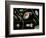 Pond Life-Laguna Design-Framed Premium Photographic Print