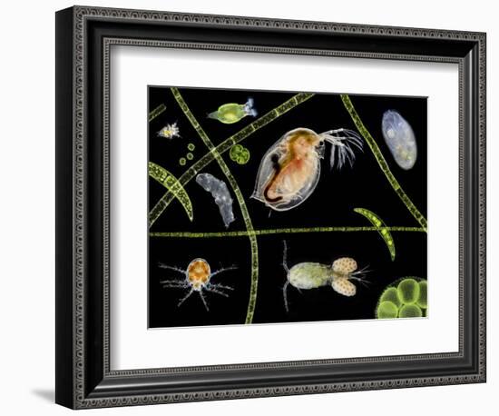 Pond Life-Laguna Design-Framed Premium Photographic Print