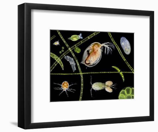 Pond Life-Laguna Design-Framed Premium Photographic Print