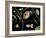 Pond Life-Laguna Design-Framed Photographic Print