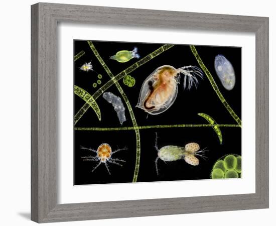 Pond Life-Laguna Design-Framed Photographic Print