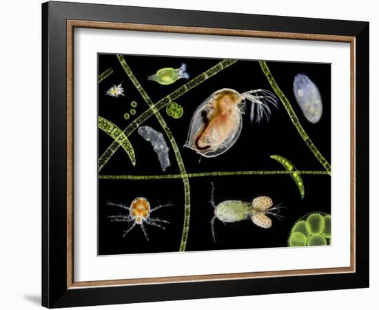 Pond Life-Laguna Design-Framed Photographic Print