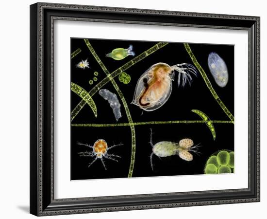 Pond Life-Laguna Design-Framed Photographic Print