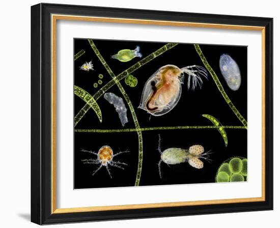 Pond Life-Laguna Design-Framed Photographic Print