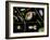 Pond Life-Laguna Design-Framed Photographic Print