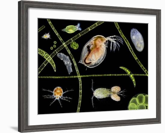 Pond Life-Laguna Design-Framed Photographic Print