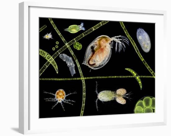 Pond Life-Laguna Design-Framed Photographic Print