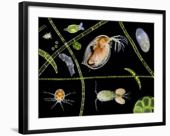 Pond Life-Laguna Design-Framed Photographic Print