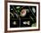 Pond Life-Laguna Design-Framed Photographic Print