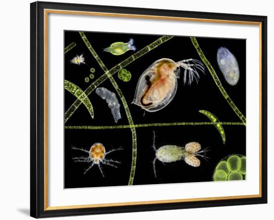 Pond Life-Laguna Design-Framed Photographic Print