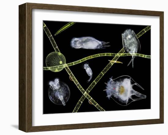 Pond Life-Laguna Design-Framed Photographic Print