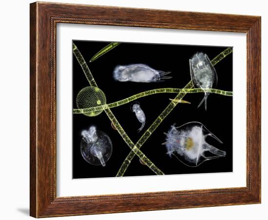 Pond Life-Laguna Design-Framed Photographic Print