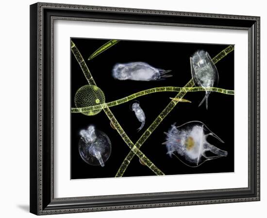 Pond Life-Laguna Design-Framed Photographic Print