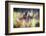 Pond life-Valda Bailey-Framed Photographic Print