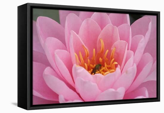 Pond Lily Fly in Pink Lily-Jeff Rasche-Framed Premier Image Canvas