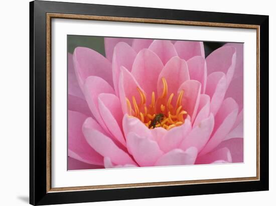 Pond Lily Fly in Pink Lily-Jeff Rasche-Framed Photographic Print