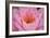 Pond Lily Fly in Pink Lily-Jeff Rasche-Framed Photographic Print