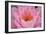 Pond Lily Fly in Pink Lily-Jeff Rasche-Framed Photographic Print