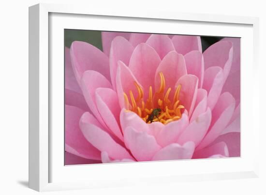 Pond Lily Fly in Pink Lily-Jeff Rasche-Framed Photographic Print