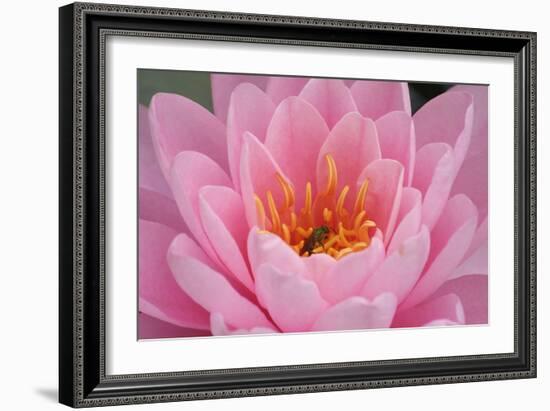Pond Lily Fly in Pink Lily-Jeff Rasche-Framed Photographic Print