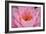 Pond Lily Fly in Pink Lily-Jeff Rasche-Framed Photographic Print