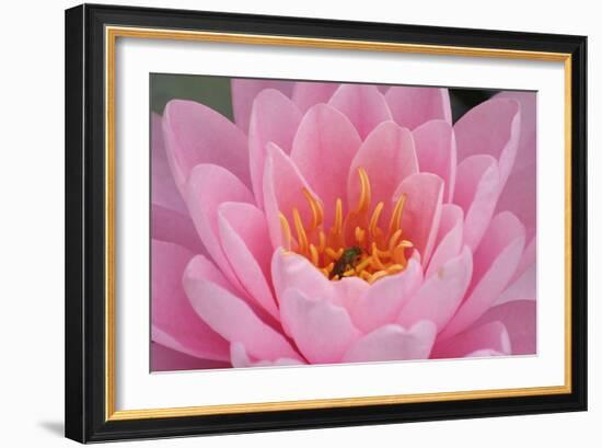 Pond Lily Fly in Pink Lily-Jeff Rasche-Framed Photographic Print