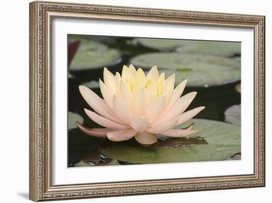 Pond Lily Peach Lily in Pads-Jeff Rasche-Framed Photographic Print