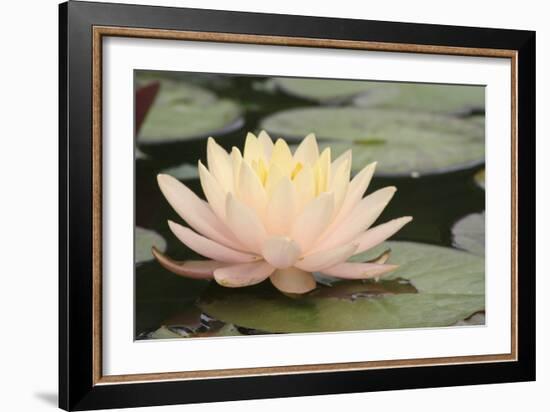 Pond Lily Peach Lily in Pads-Jeff Rasche-Framed Photographic Print