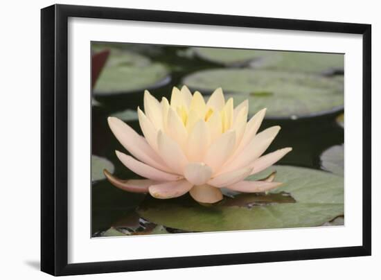 Pond Lily Peach Lily in Pads-Jeff Rasche-Framed Photographic Print