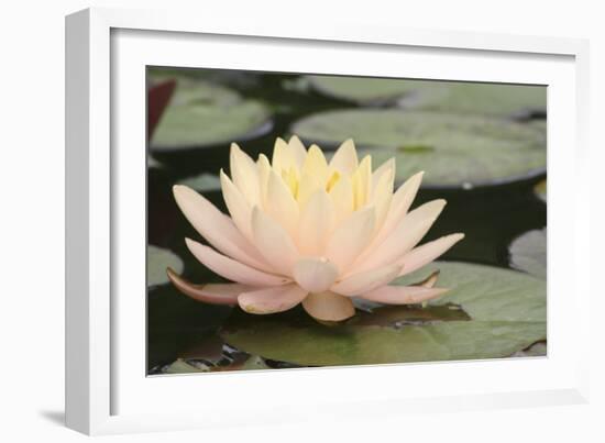 Pond Lily Peach Lily in Pads-Jeff Rasche-Framed Photographic Print