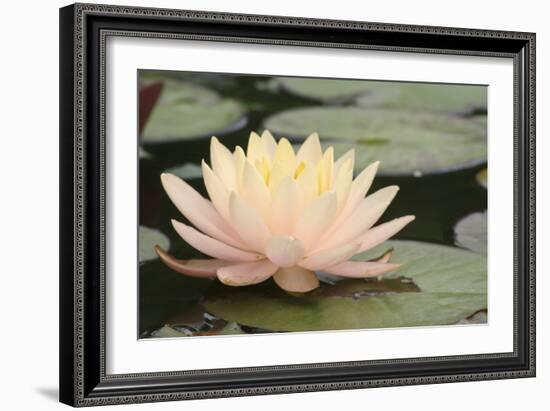 Pond Lily Peach Lily in Pads-Jeff Rasche-Framed Photographic Print