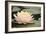 Pond Lily Peach Lily in Pads-Jeff Rasche-Framed Photographic Print