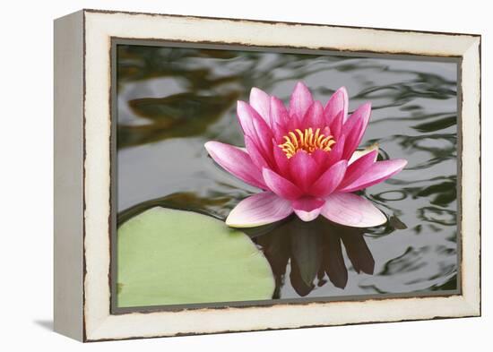 Pond Lily Purple Lily Reflecting-Jeff Rasche-Framed Premier Image Canvas