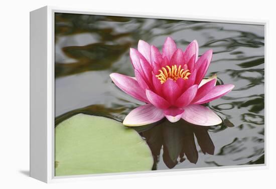 Pond Lily Purple Lily Reflecting-Jeff Rasche-Framed Premier Image Canvas