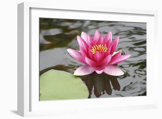 Pond Lily Purple Lily Reflecting-Jeff Rasche-Framed Photographic Print