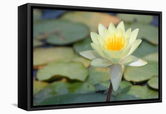 Pond Lily-Jeff Rasche-Framed Premier Image Canvas