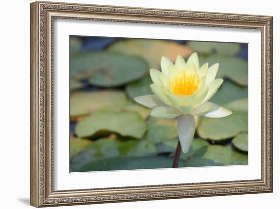 Pond Lily-Jeff Rasche-Framed Photographic Print