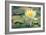 Pond Lily-Jeff Rasche-Framed Photographic Print