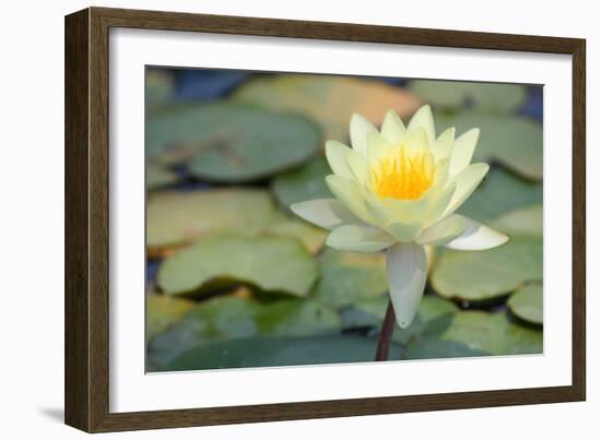 Pond Lily-Jeff Rasche-Framed Photographic Print